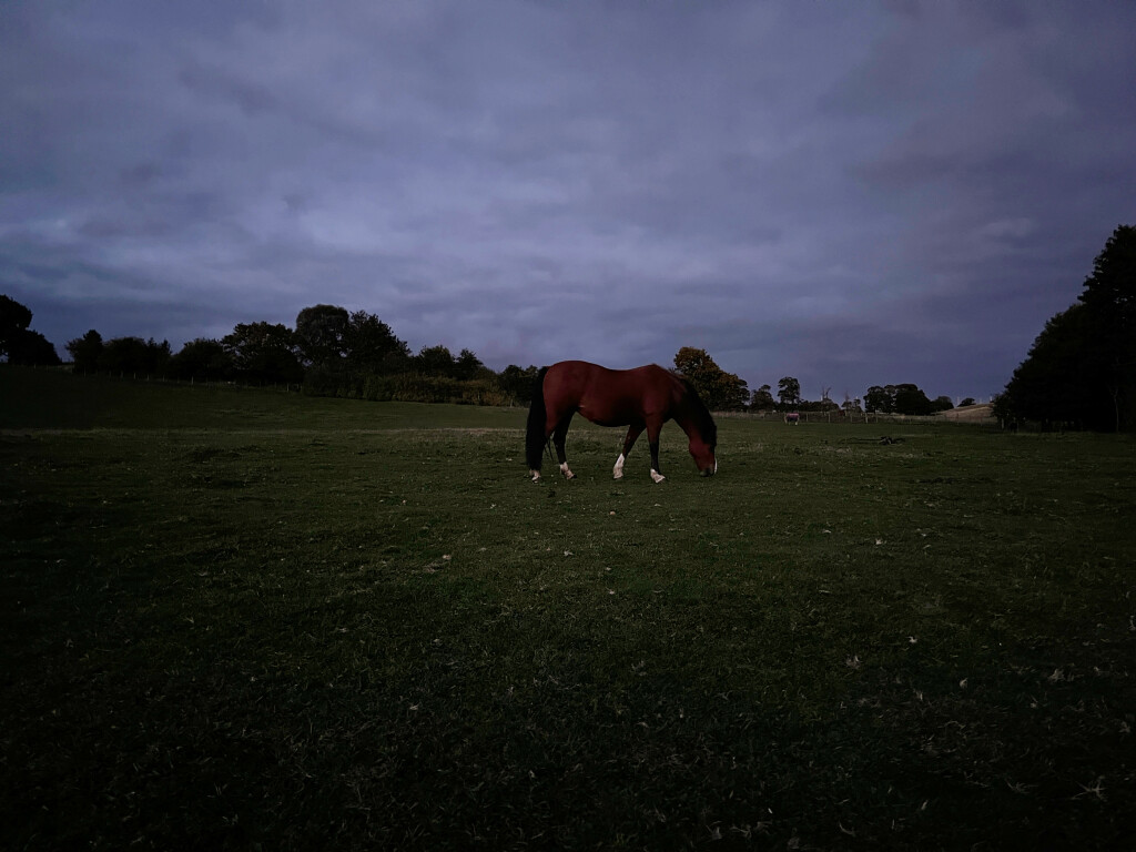 Horse in Dusky Field
